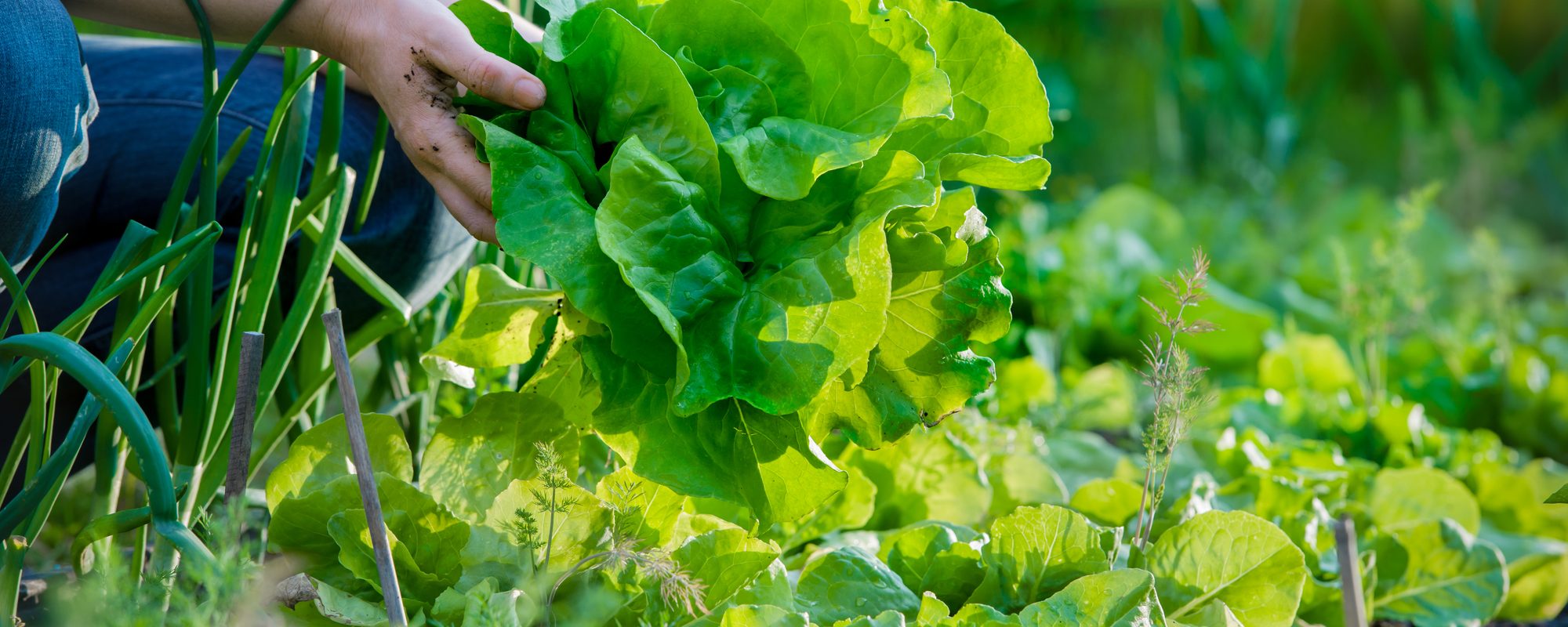 Should you build a survival garden or greenhouse?