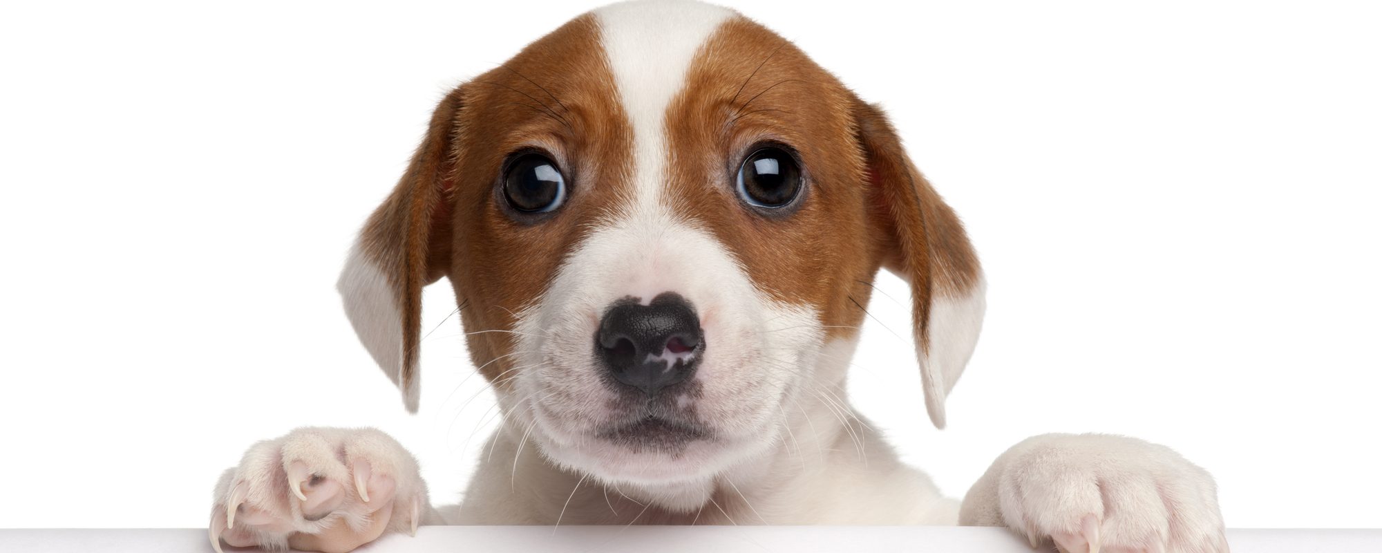 The Puppy Scam Costing People a Small Fortune