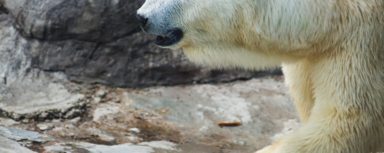 Alaskan man stops charging polar bear with his AR-15