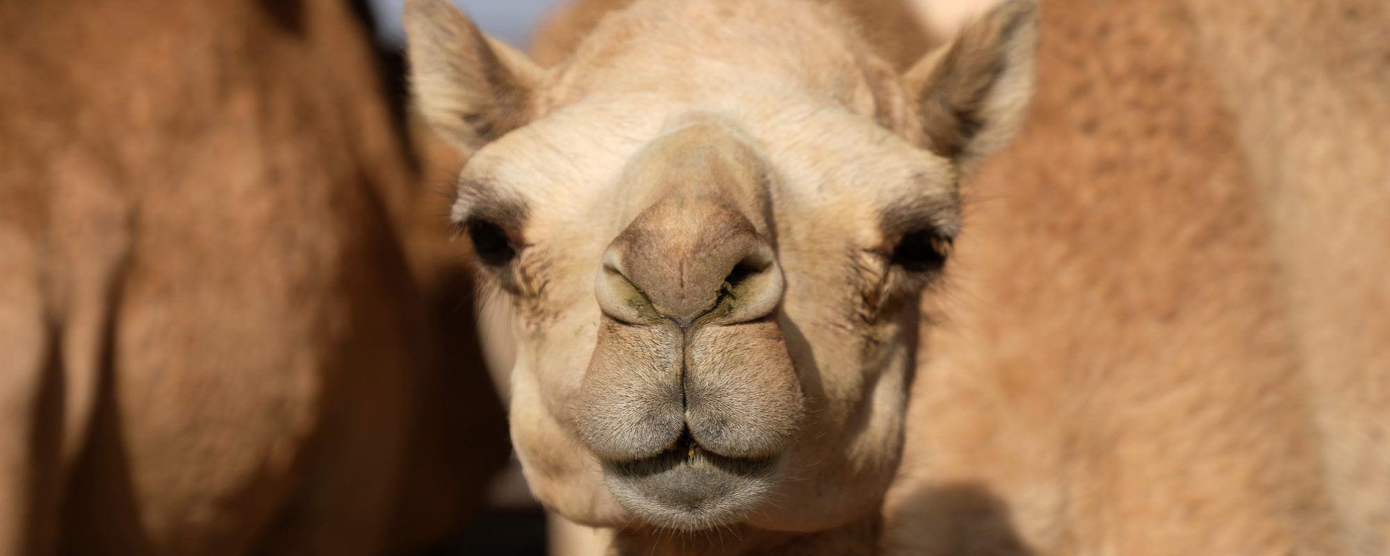 Lovesick man steals camel for his beloved