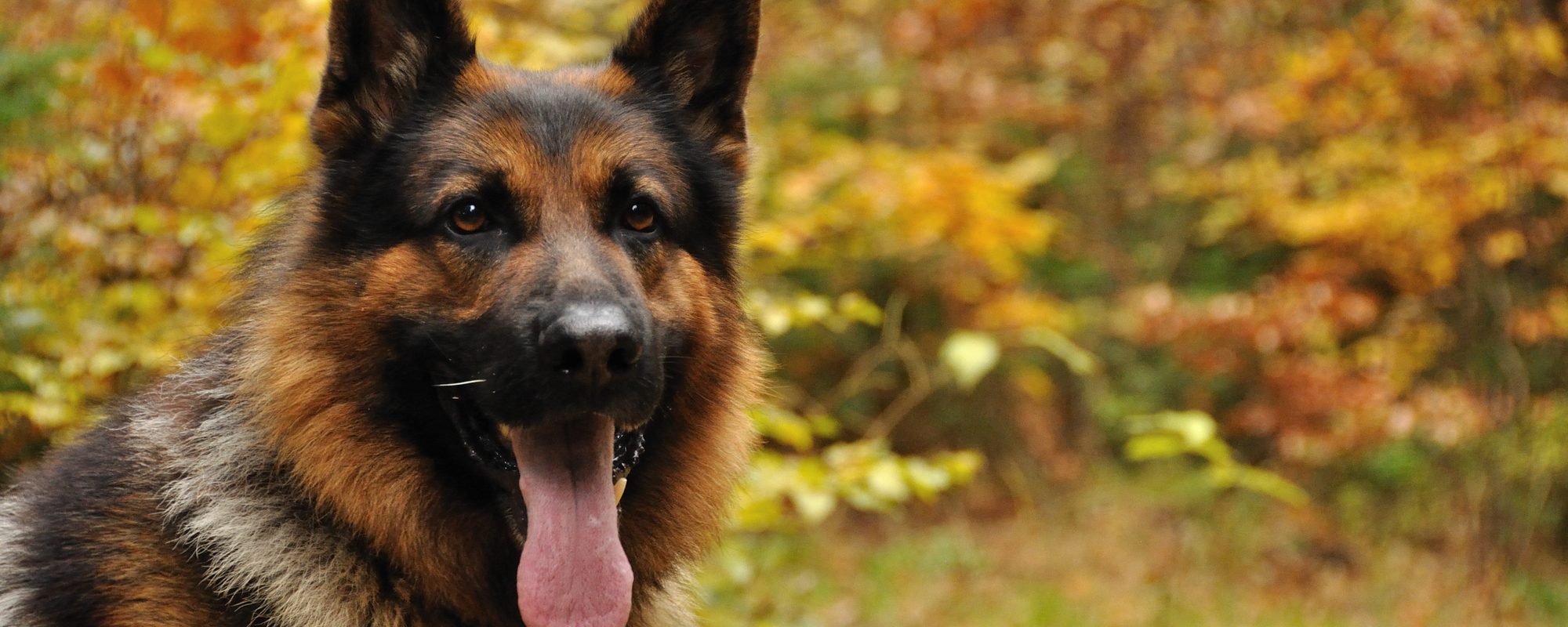 K9 sniffs-out dying criminal, cops surround and save him