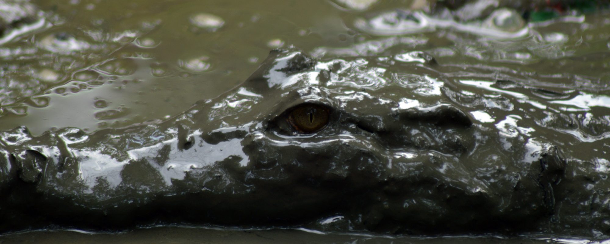 Stranded & fighting crocodiles on a car roof for 5 Days