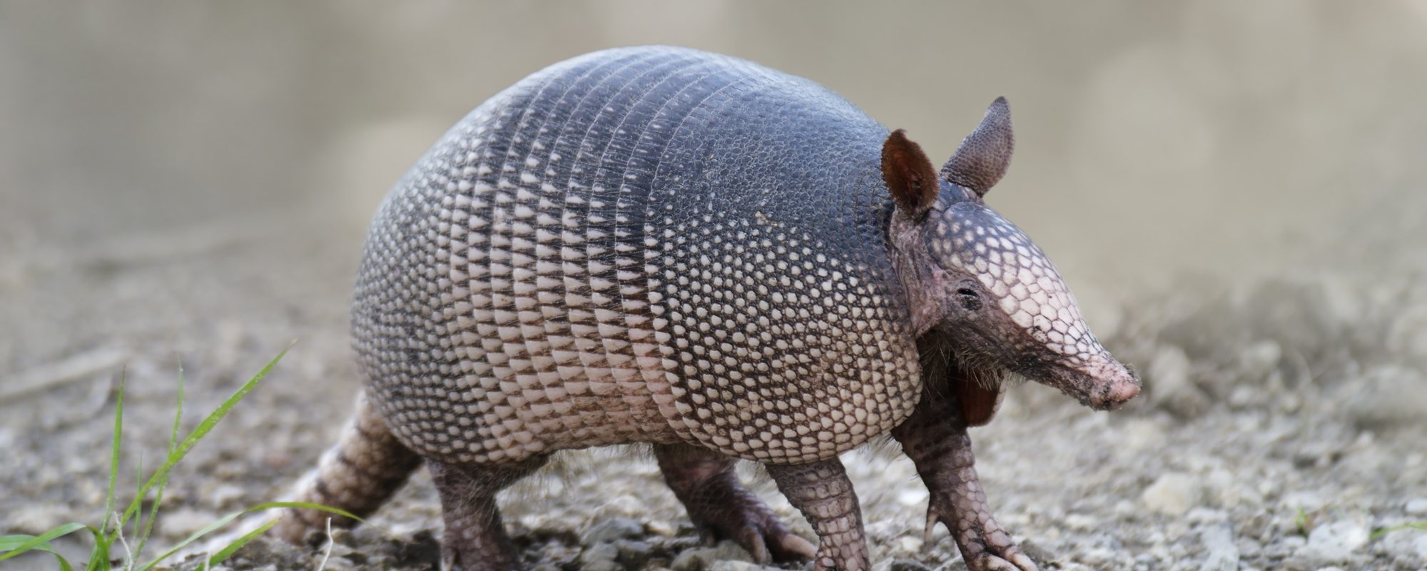 Texas man loses gunfight to armadillo