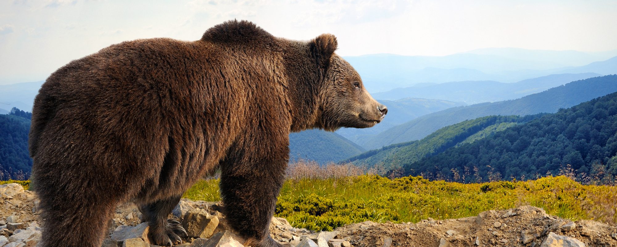Woman faces off with giant black bear and kills it