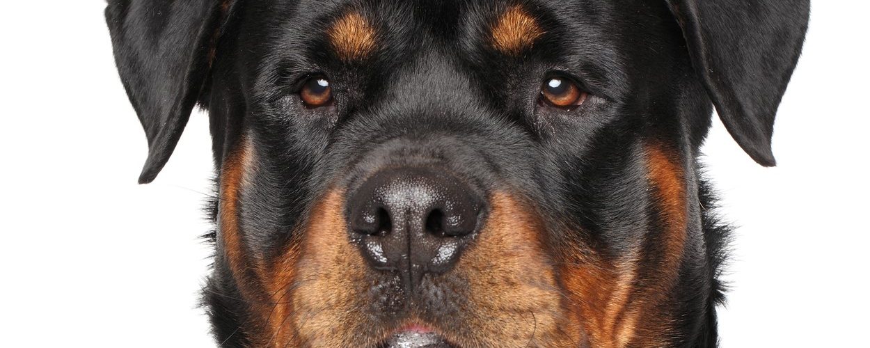 120-pound Rottweiler shoots owner with shotgun
