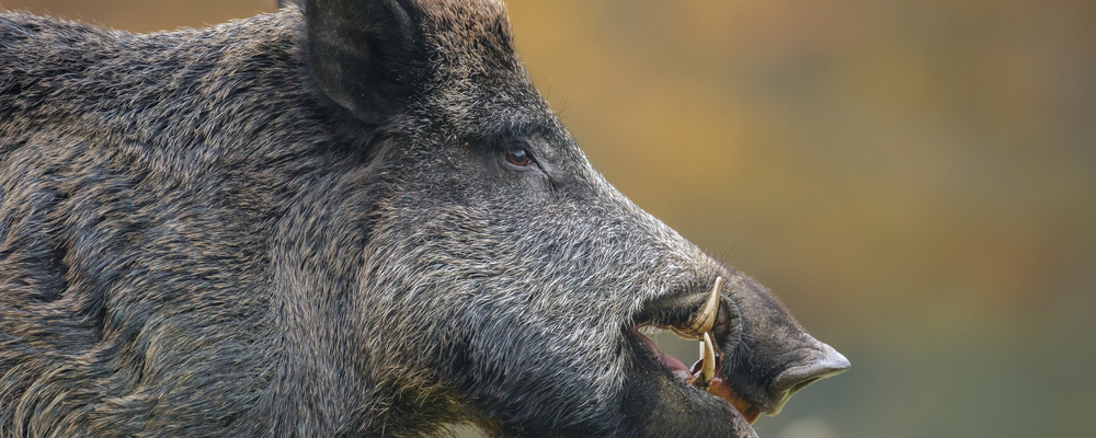Lights, Camera, Boar Hunting