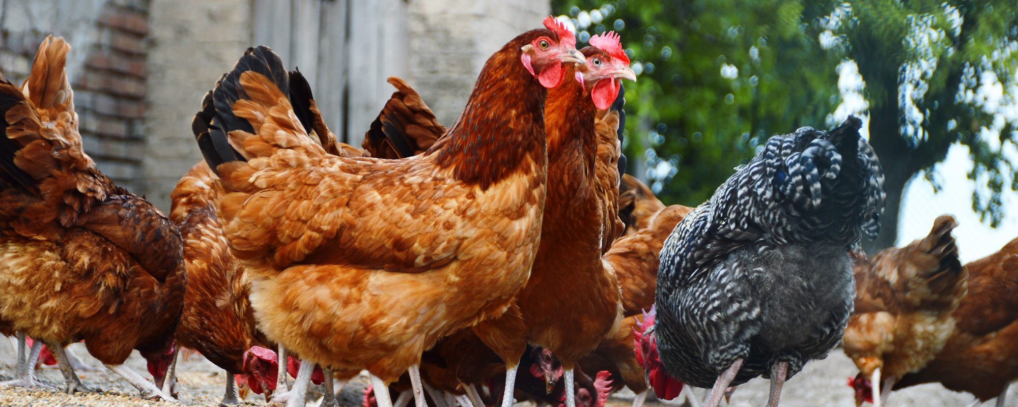 Chickens or ducks – which survival livestock is best?
