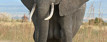 Don’t Think about Elephants