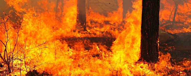 Survival Fire Safety