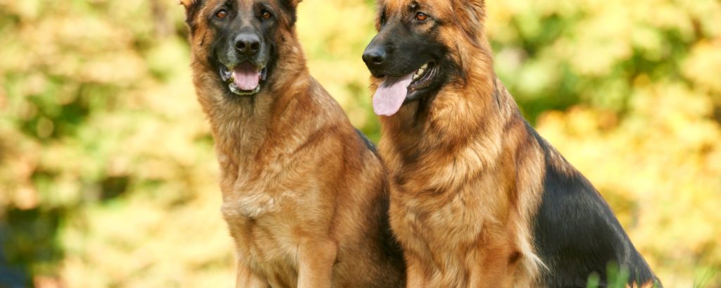 How to Train a Guard Dog