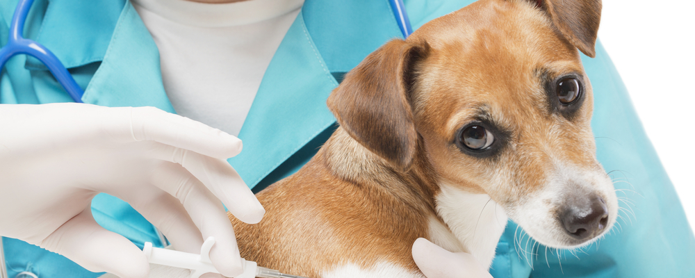 Is It Safe to Microchip Your Pets?