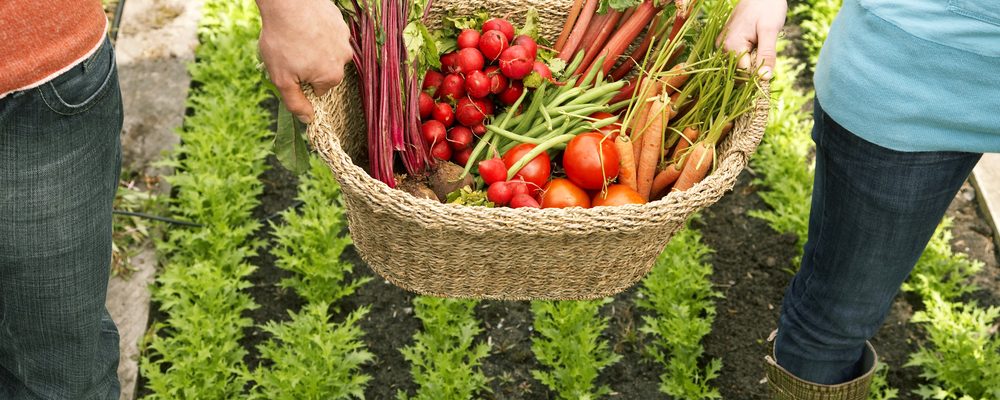 The Edibility Test  That Will Save Your Life