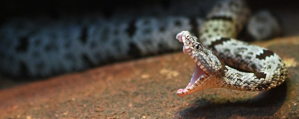 Nine Survival Myths That Are Downright Dangerous