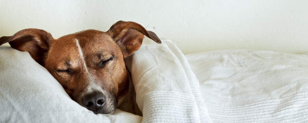 How You Sleep Is Related to What You Breathe